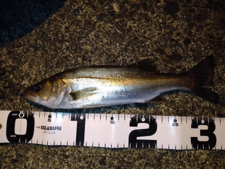 アジングでガシラとセイゴ